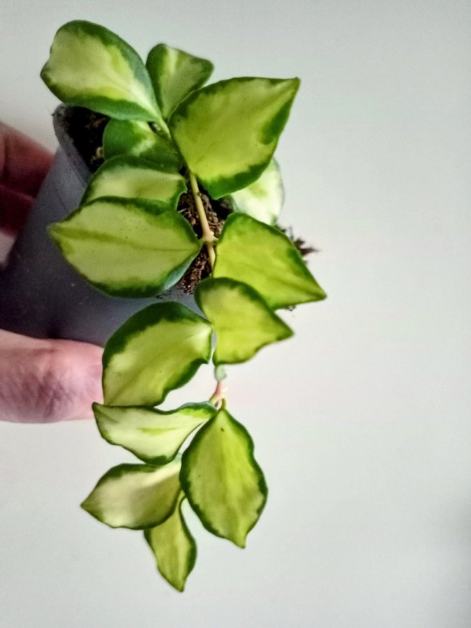 HOYA HEUSCHKELIANA -variegata - planta