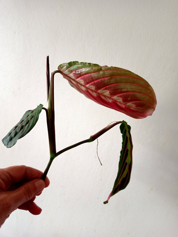 MARANTA LEUCONEURA " FASCINATOR TRICOLOR- stickling