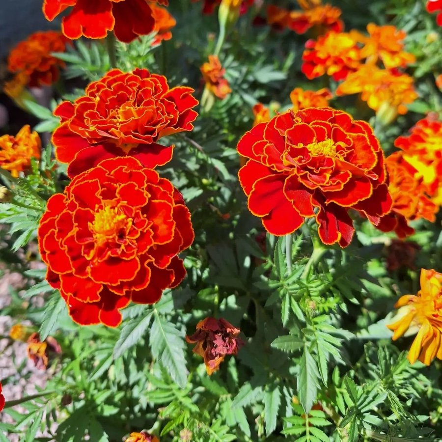 Tagetes 100st fröer