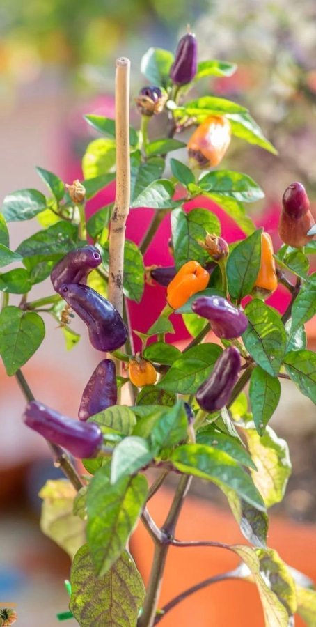 Trinidad Purple Coffee Chili