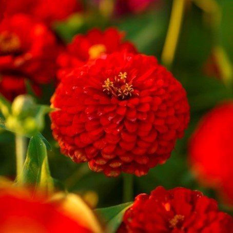 Zinnia Scarlet Flame ettårig höjd 60-80 cm blom juni-sept 30 frön