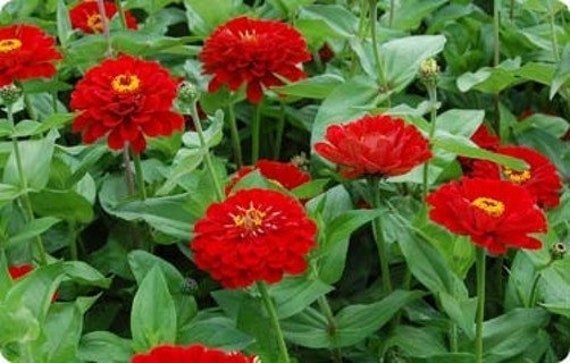 Zinnia Scarlet Flame ettårig höjd 60-80 cm blom juni-sept 30 frön