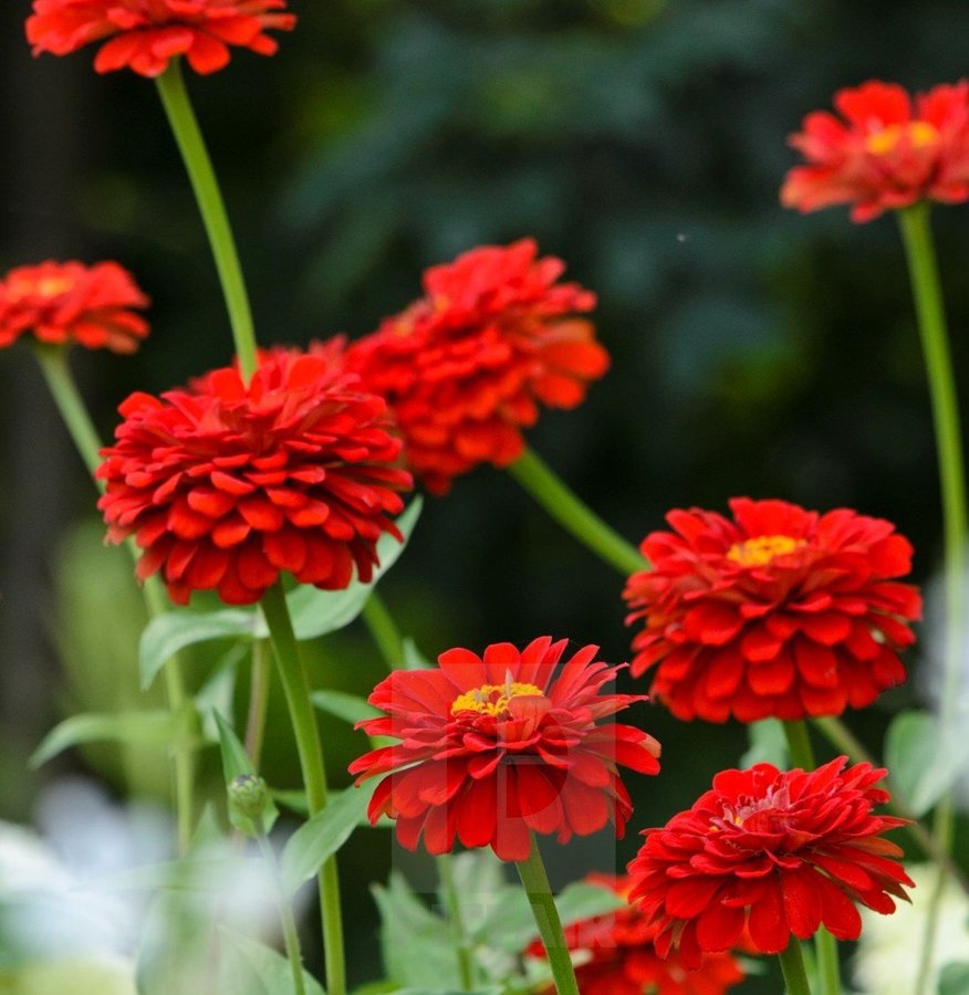 Zinnia Scarlet Flame ettårig höjd 60-80 cm blom juni-sept 30 frön