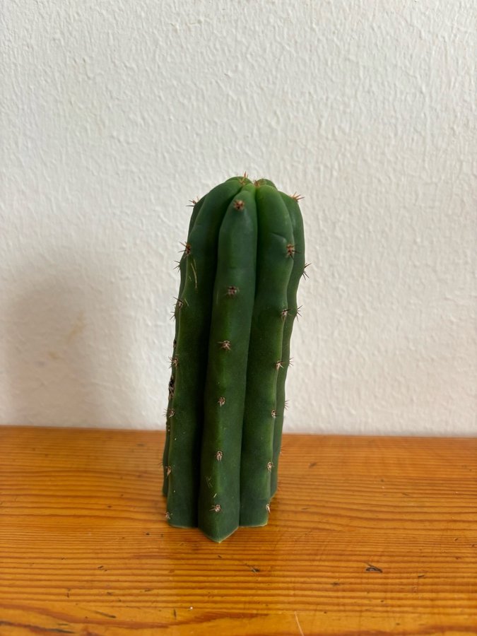 San Pedro kaktus