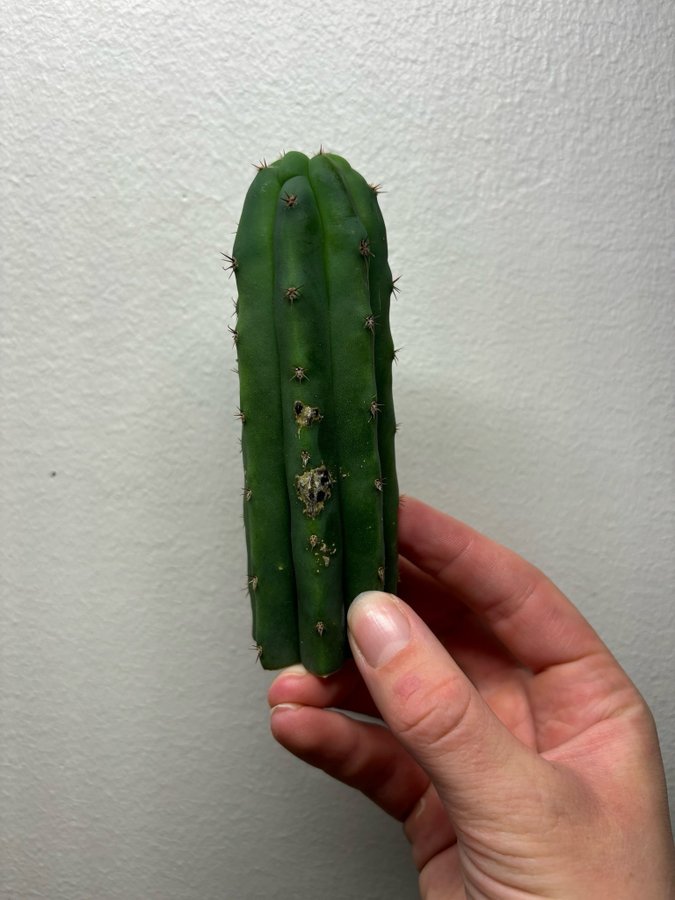 San Pedro kaktus