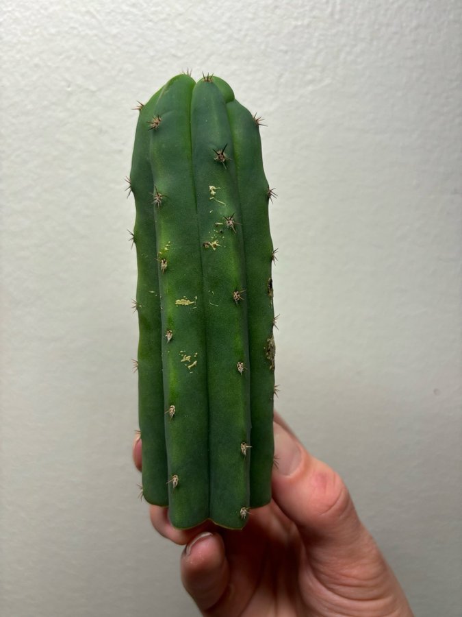 San Pedro kaktus