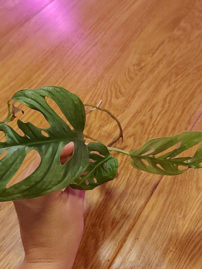 Monstera adansonii "Monkey Mask" toppstickling