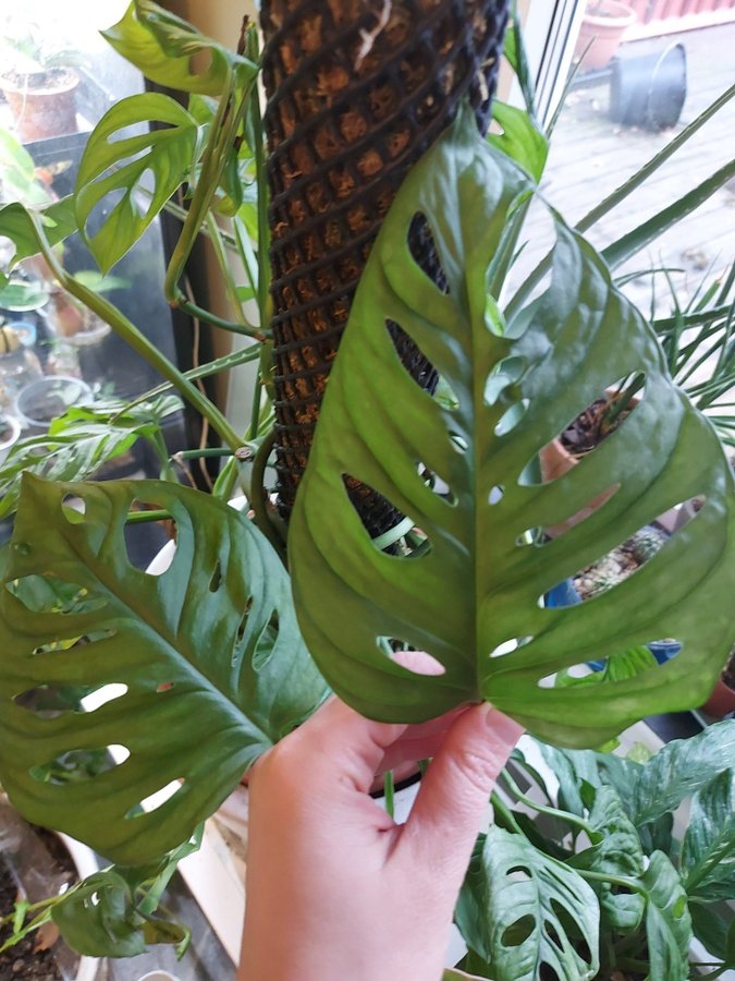 Monstera adansonii "Monkey Mask" toppstickling