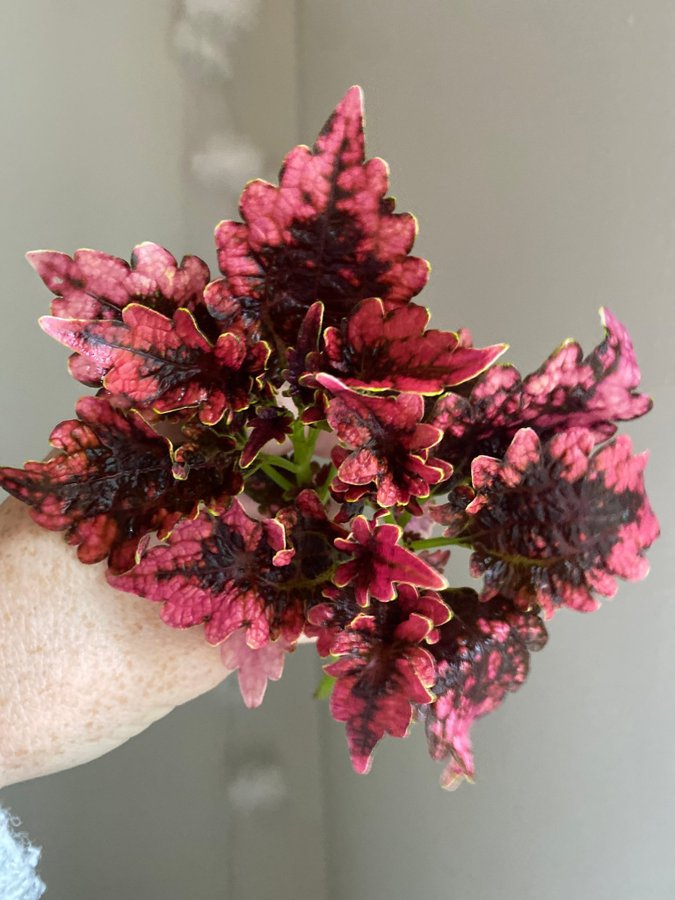 VICTORIAN RUFFLES x 2 *palettblad*coleus*