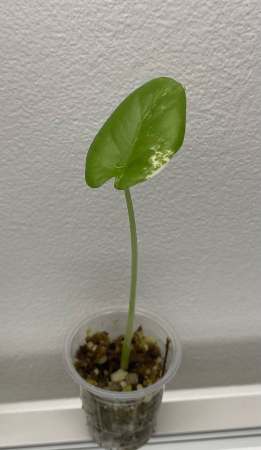 Alocasia macrorrhiza 'Variegata' - rotad stickling