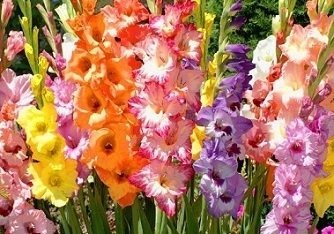 Gladiolus 'Pastell Mix' - Gladiolus - LÖKAR