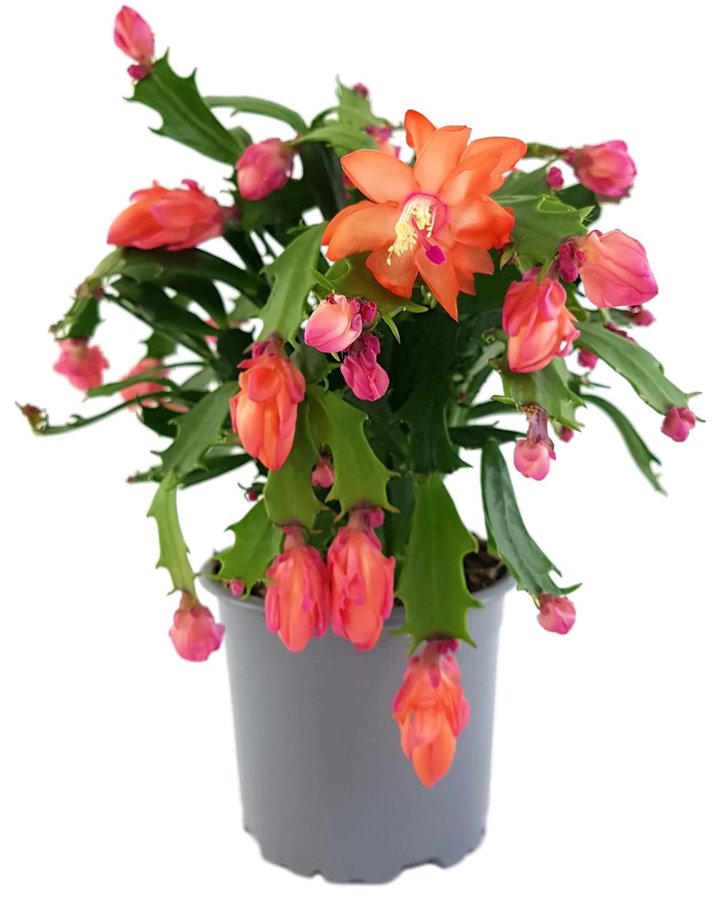 Schlumbergera Thor Wild Cactus Orange, stickling.Ovanlig sort!