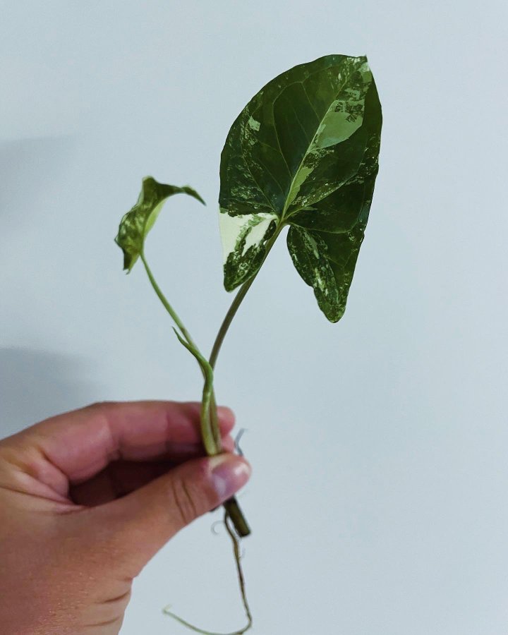 Syngonium Albo Variegata (aroid)