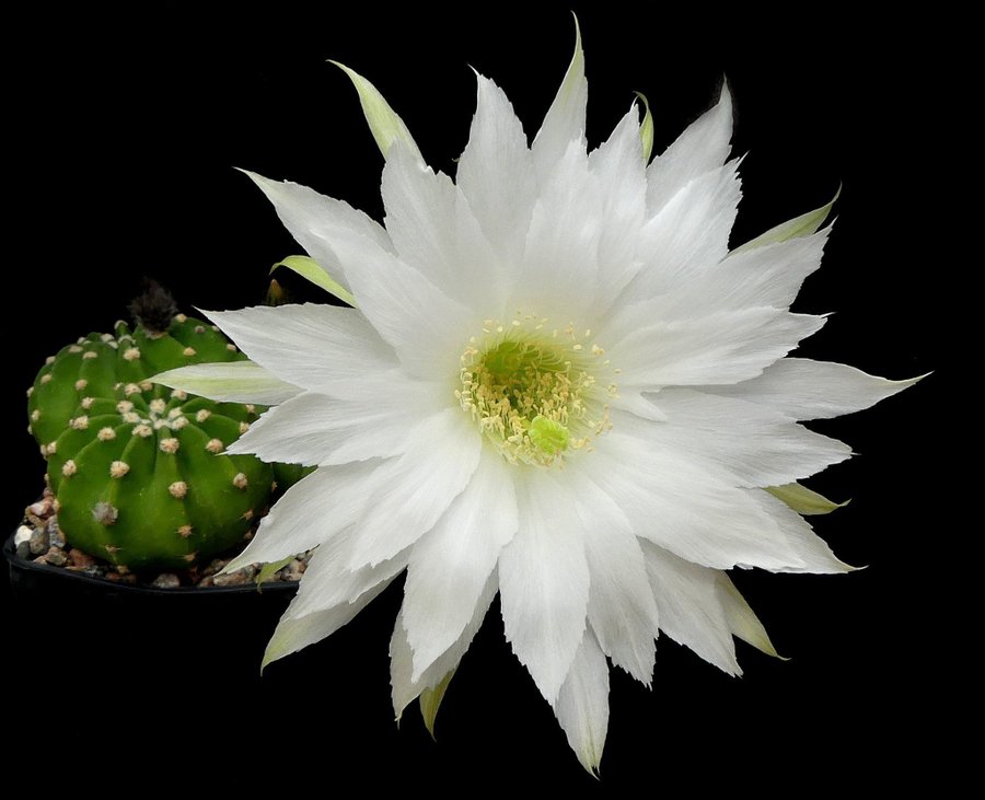 Kaktusfrön - Sjöborrekaktus Mix (Echinopsis)