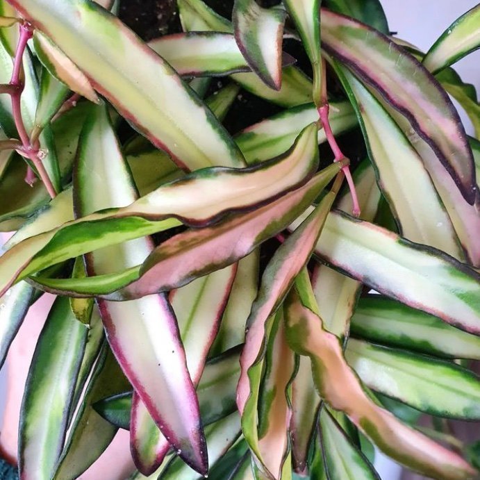 HOYA WAYETII ”Variegata” - stickling