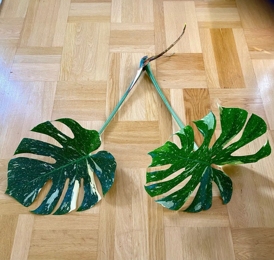 Monstera Thai Constellation