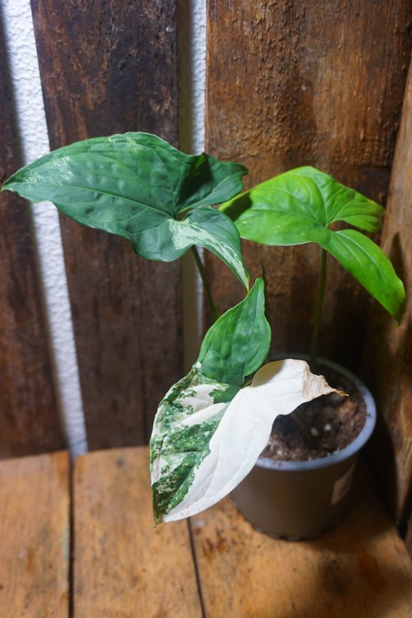 Syngonium podophyllum albo variegata