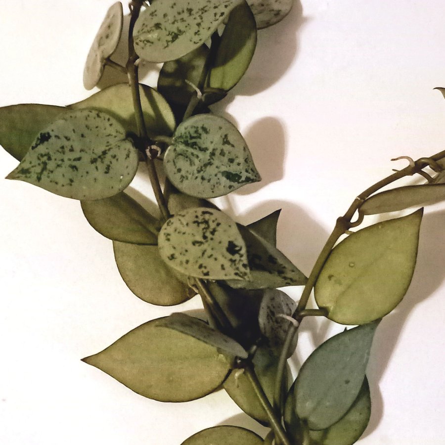 HOYA KROHNIANA " SUPER SILVER"I - stickling