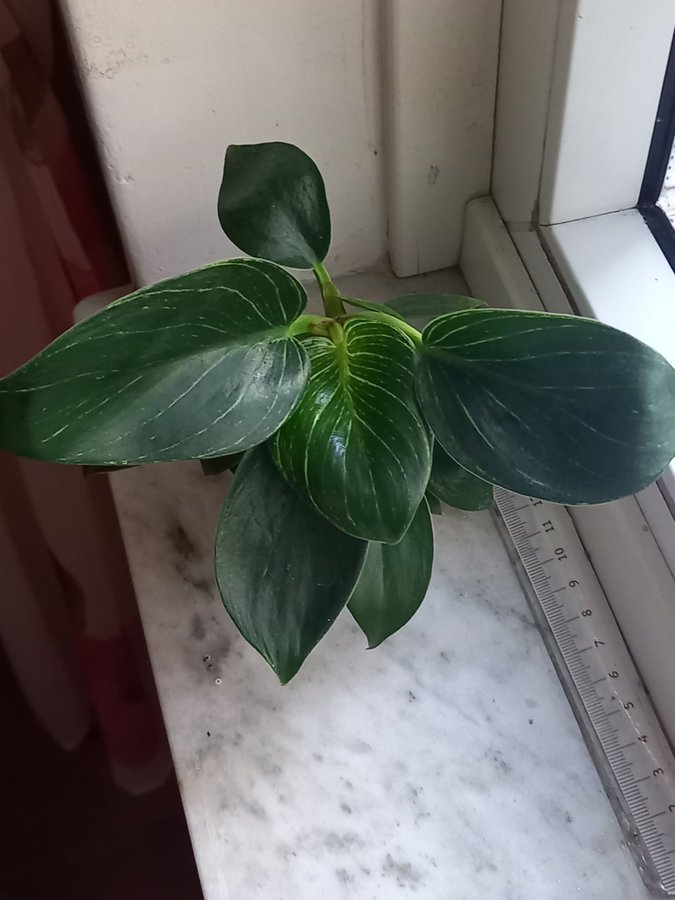 Philodendron 'White Measure',planta.