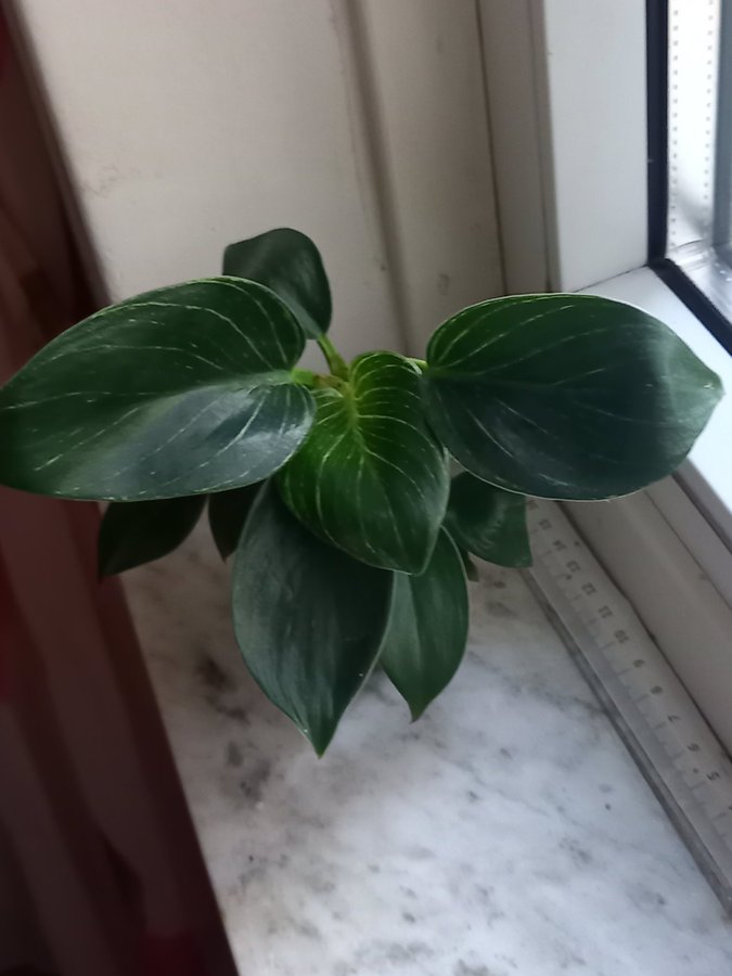 Philodendron 'White Measure',planta.