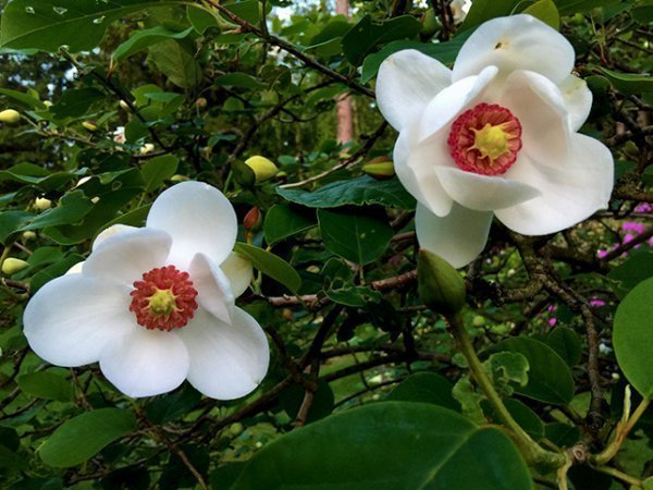 Magnolia sieboldii, 10 frön