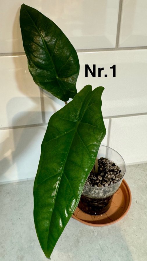 1. Alocasia - Heterophylla ’Dragons Breath’ - Bebis växt.