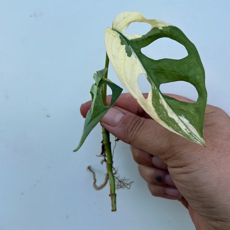 Monstera adansonii (?) variegata