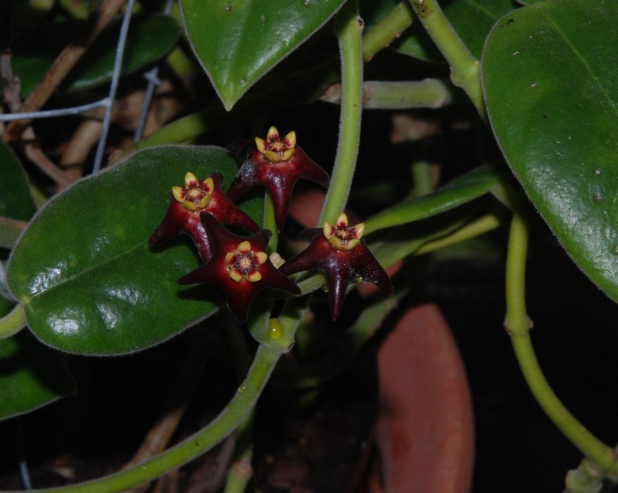 Hoya ciliata - liten planta