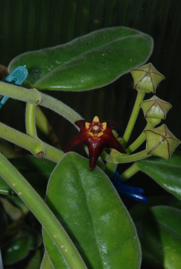 Hoya ciliata - liten planta