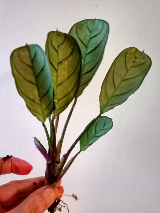 CALATHEA MUSAIKS " FREDDIE " - planta