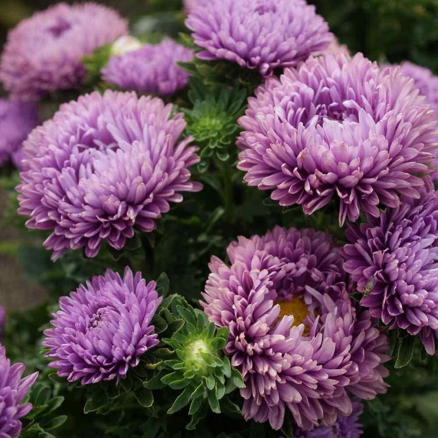 Dvärgaster/ Aster Milady Lilac, höjd 25-30 cm, blomtid juli-oktober, 50 frön