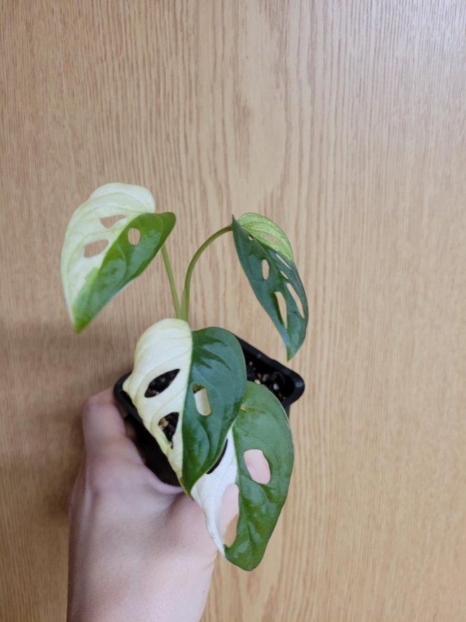 Monstera adansonii variegata