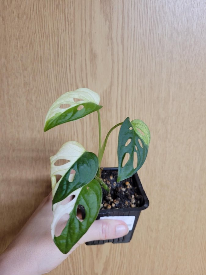 Monstera adansonii variegata