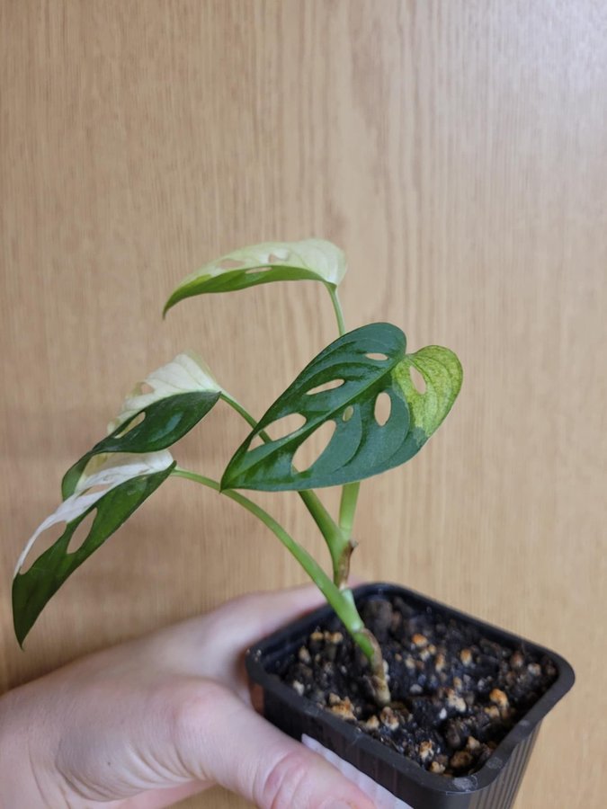 Monstera adansonii variegata