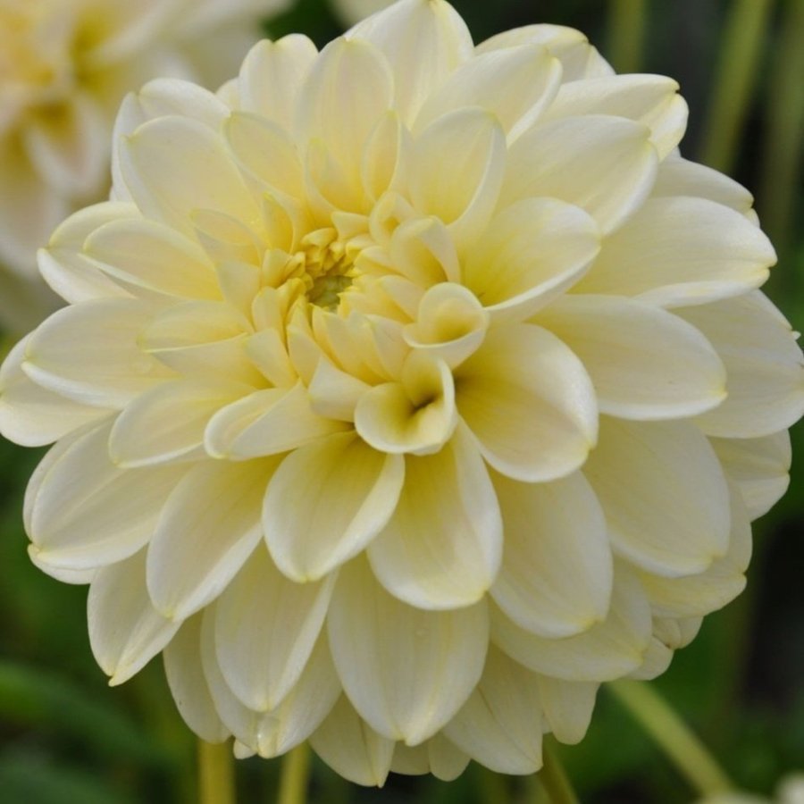 Dahlia Caramell Antique, knöl