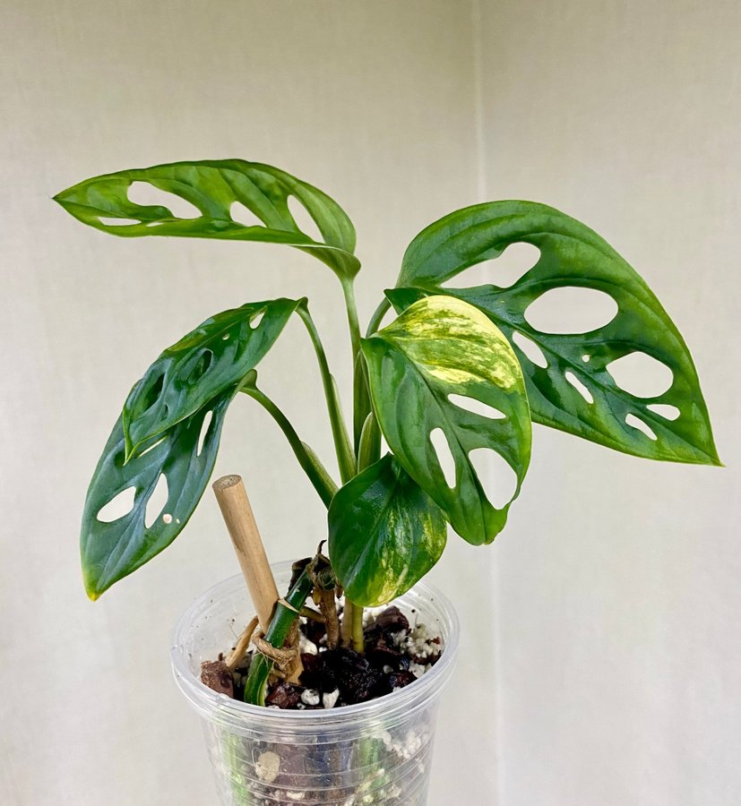 Monstera Adansonii Aurea Variegata