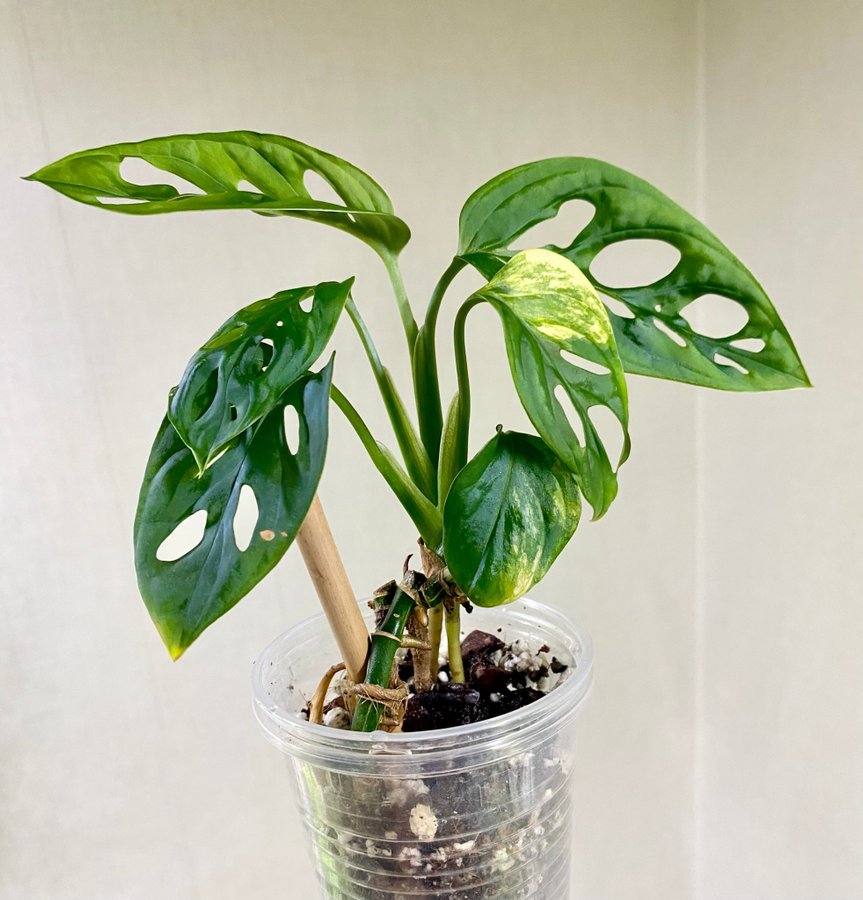 Monstera Adansonii Aurea Variegata