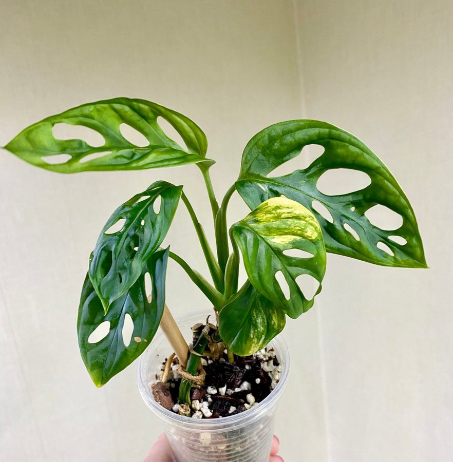 Monstera Adansonii Aurea Variegata