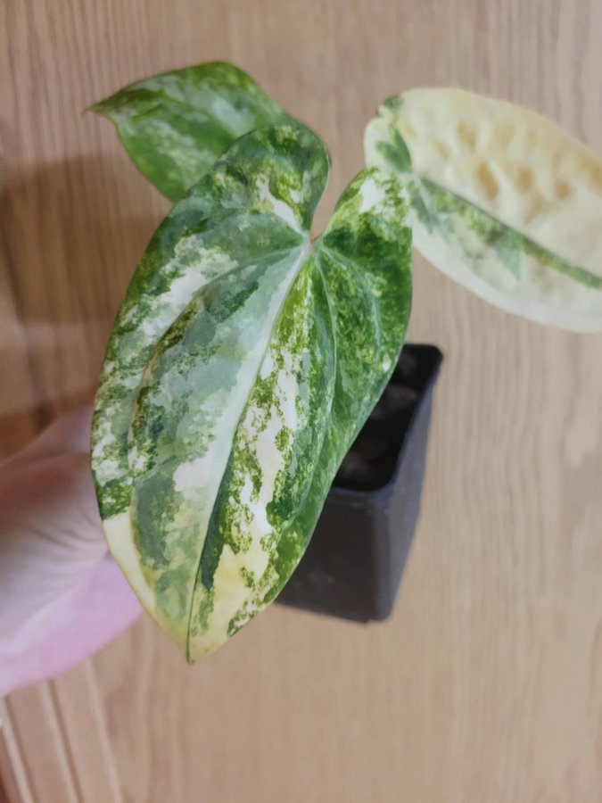 Anthurium variegata