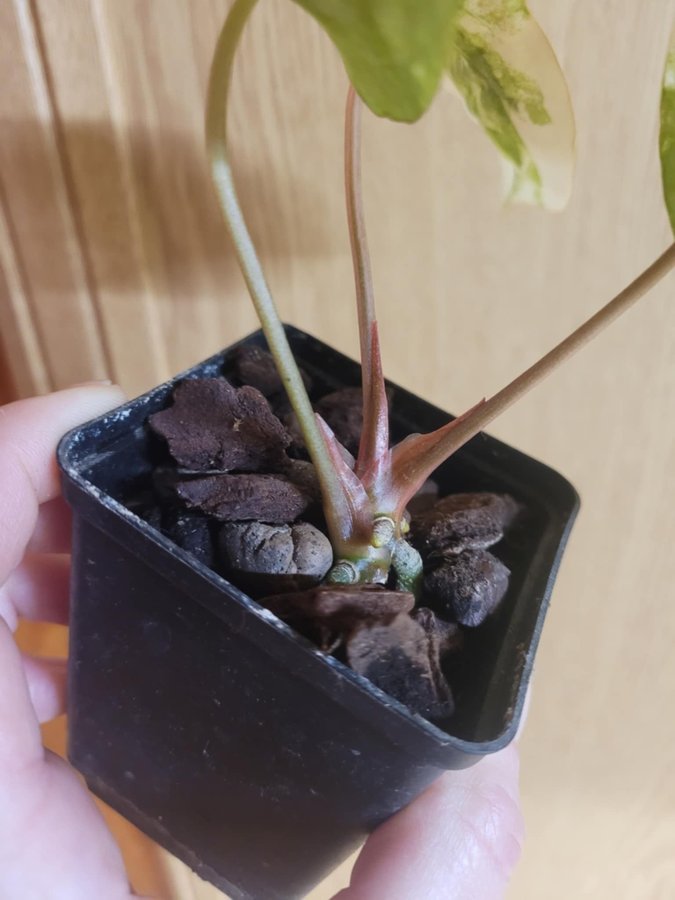 Anthurium variegata