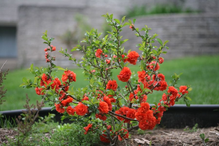 Liten Rosenkvitten , flerårig, höjd 1 m, blomtid april-maj, 10 frön