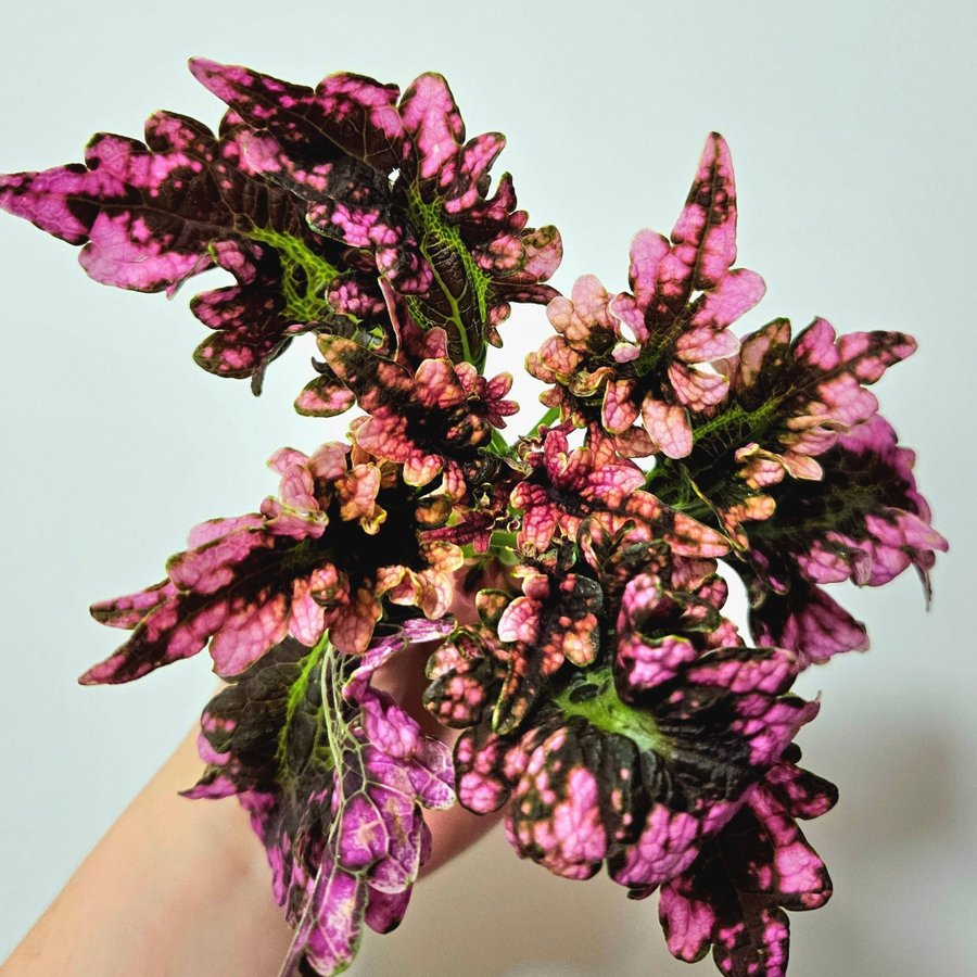 Palettblad coleus Victorian ruffles stickling