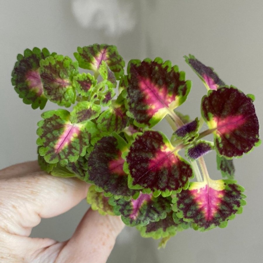 2 st GREAT FALLS ANGEL *palettblad*coleus*