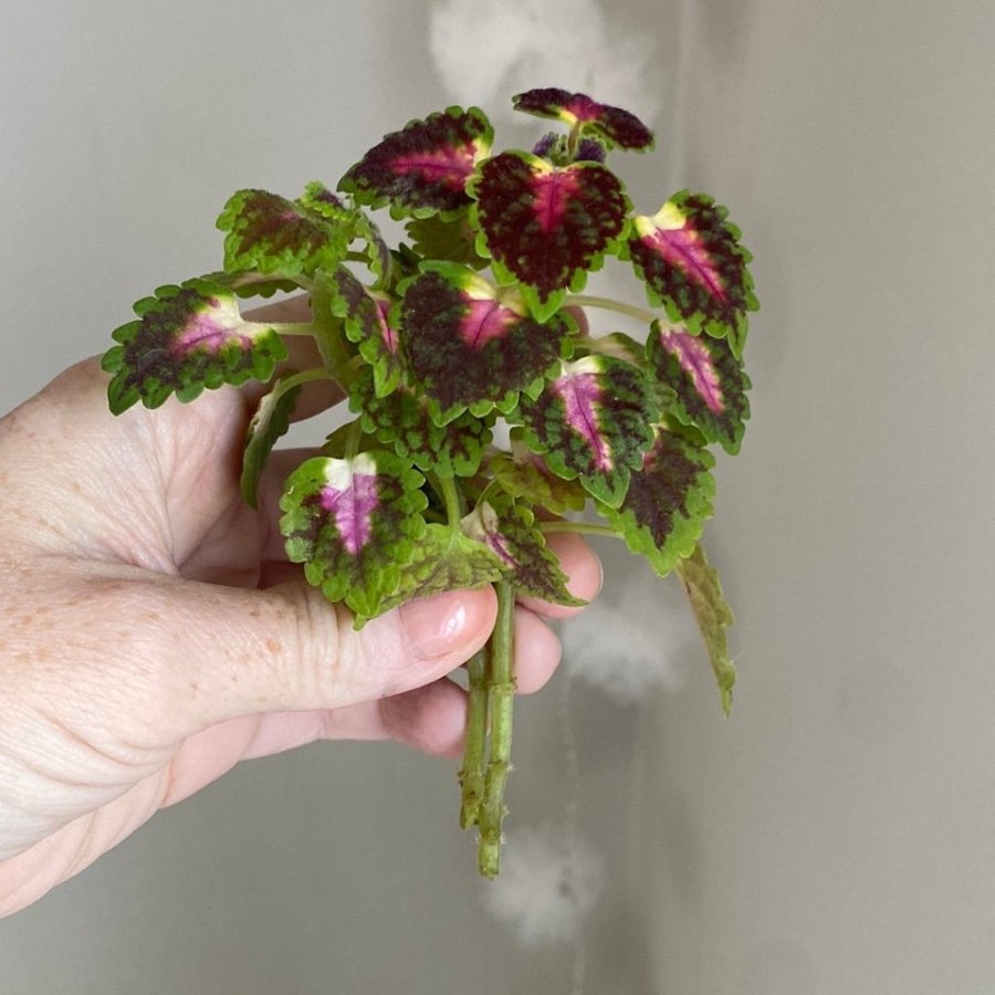 2 st GREAT FALLS ANGEL *palettblad*coleus*