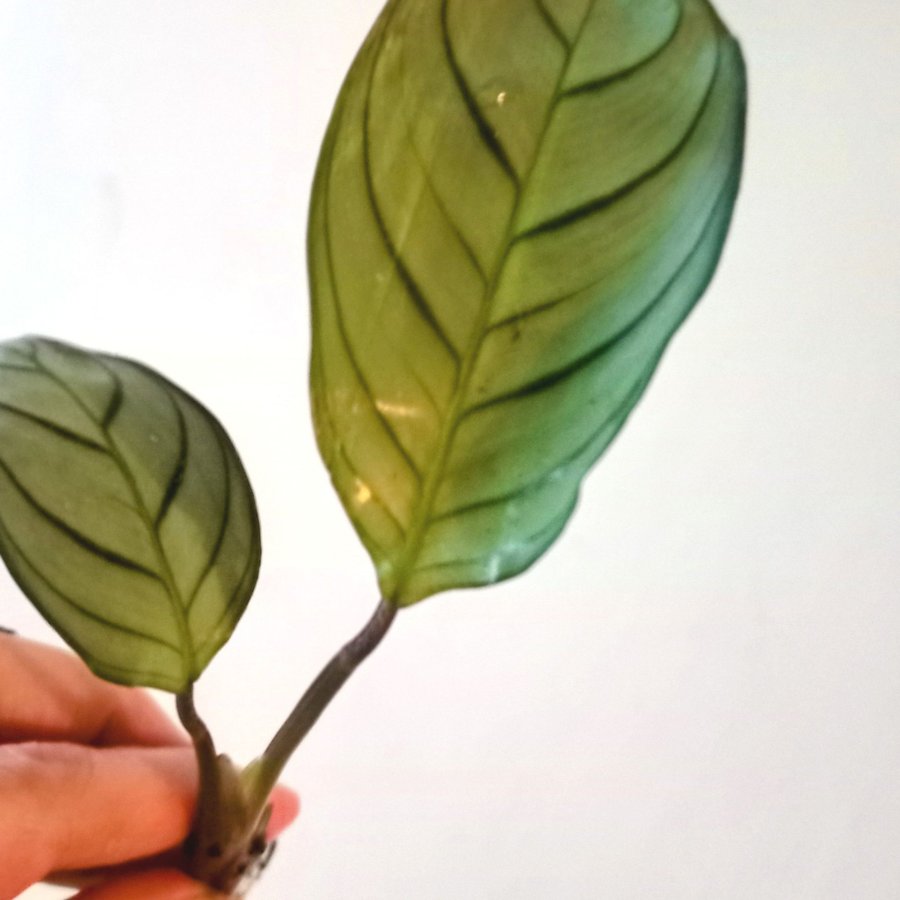 CALATHEA MUSAIKS " FREDDIE " - planta