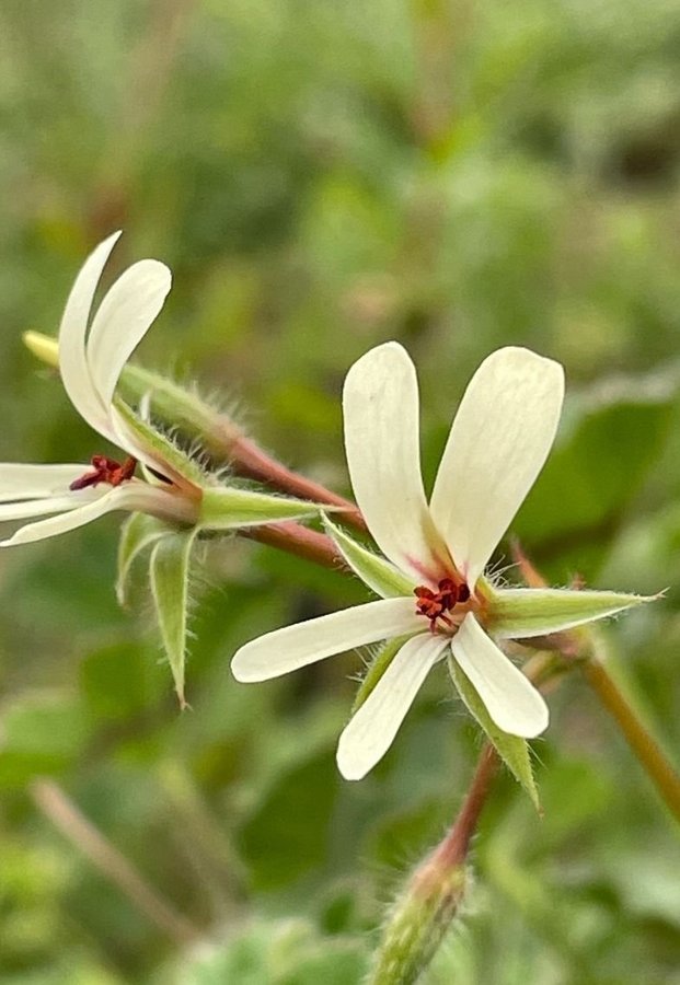 Gul pelargon P.elougatums fröer