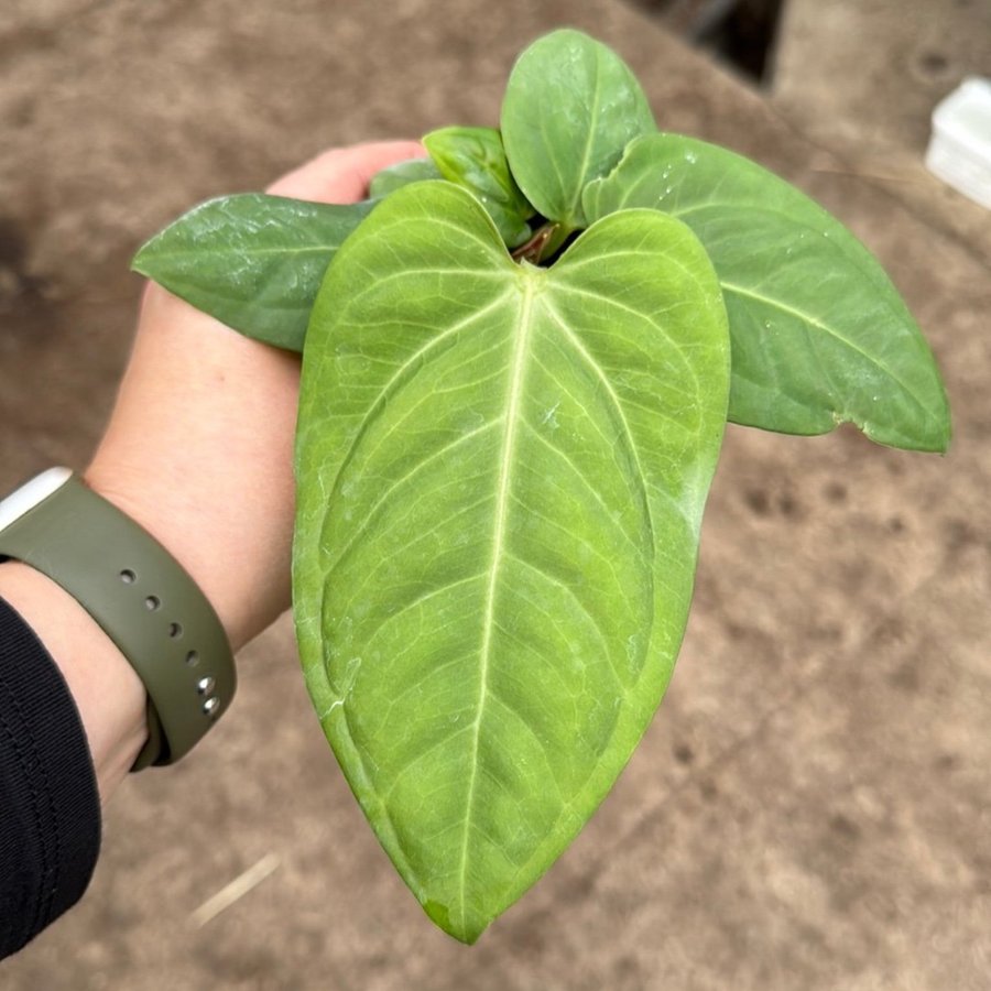 Anthurium Villeanorum