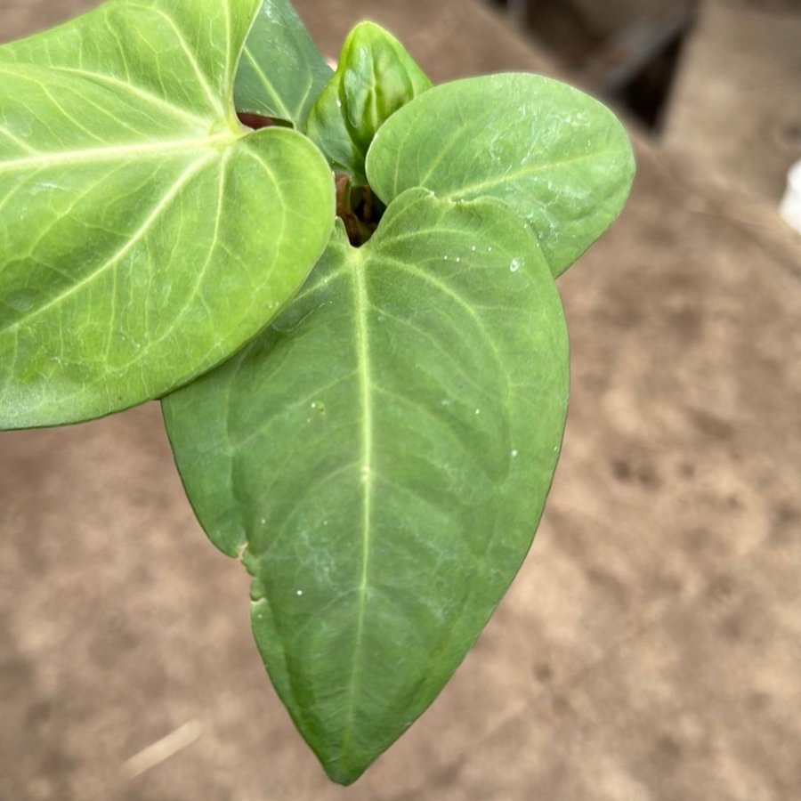 Anthurium Villeanorum