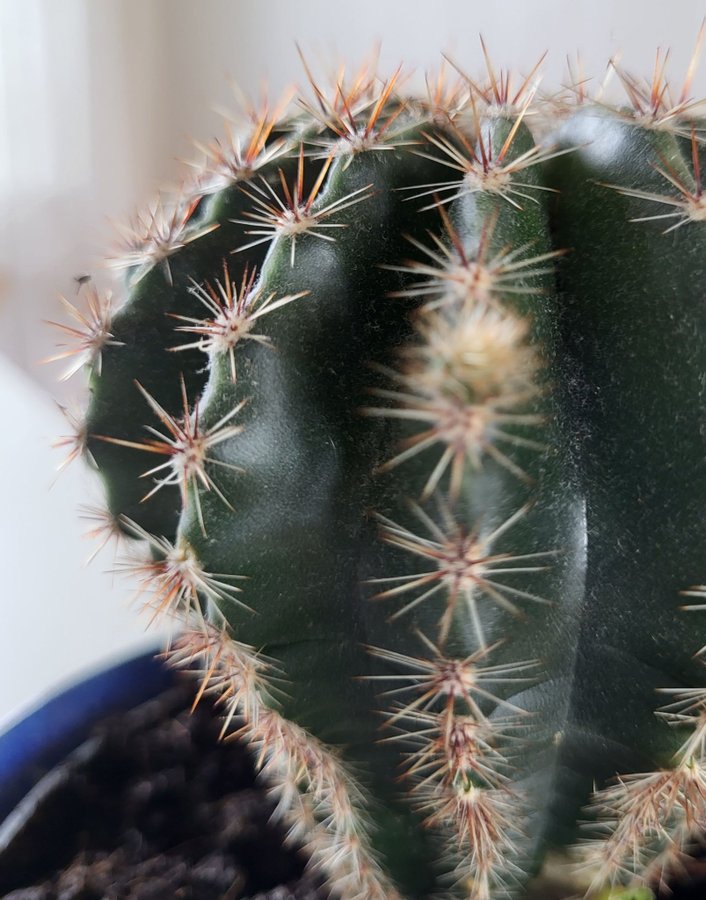 Kaktus Echinocereus sticklingar