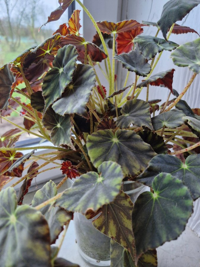 Begonia mazae nigricans *rare*